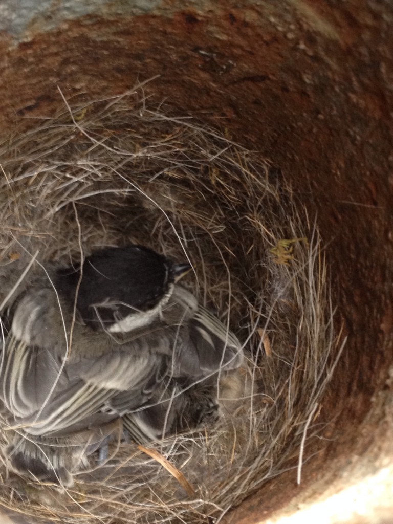 NestWatch | Black-capped chickadee nest under elf - NestWatch