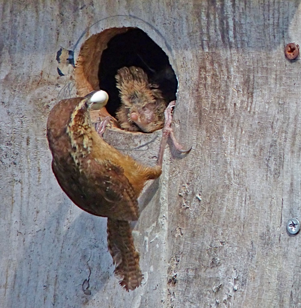 NestWatch Wrens Clean House NestWatch
