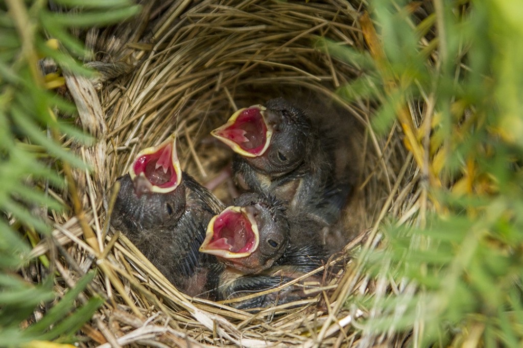 NestWatch | Song Sparrows - NestWatch