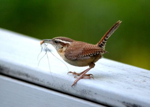 a carolina wren perched on a flat surface with a harvestman spider in its beak.