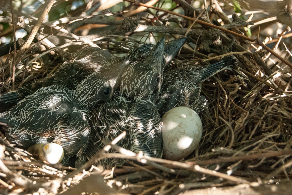 NestWatch roadrunner nests NestWatch