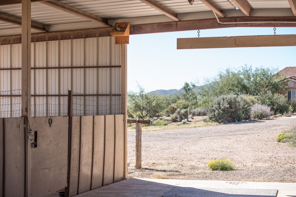 NestWatch roadrunner nests NestWatch