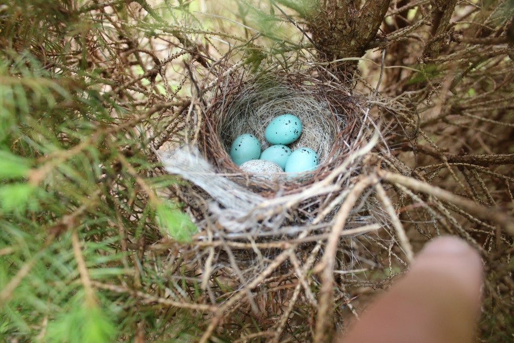 house sparrow bird eggs
