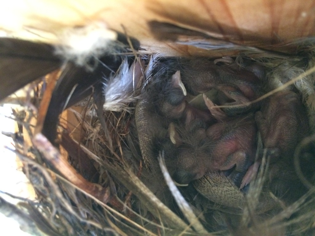 NestWatch House Wrens have hatched! NestWatch