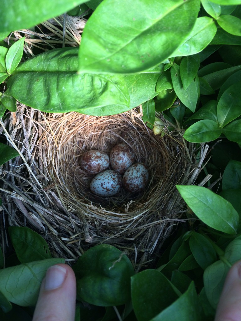 NestWatch | Song Sparrow Nest - NestWatch