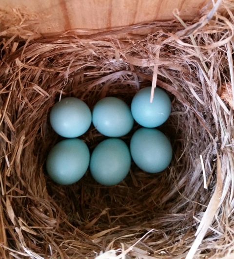 Eastern Bluebird eggs NB2 my yard 4 10 2016