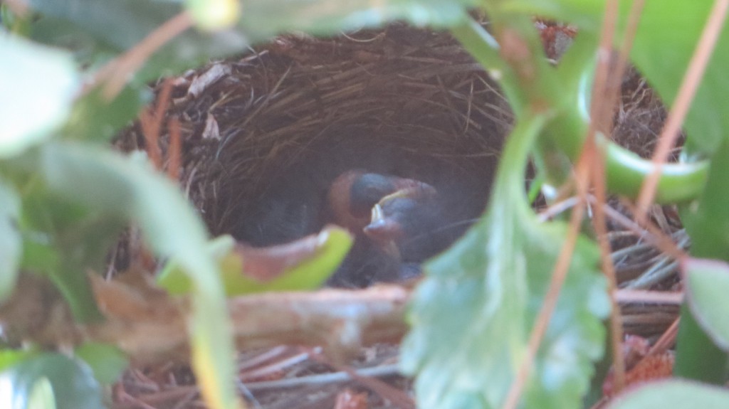 NestWatch | Dark-eyed junco nest - NestWatch