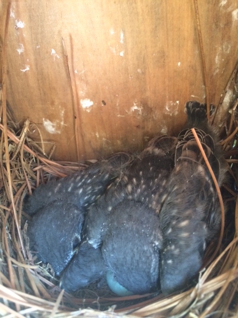 NestWatch | Baby Bluebirds - NestWatch