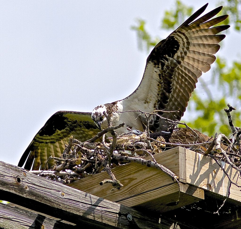 NestWatch Redtailed Hawk Nest, Osprey landing in nest NestWatch