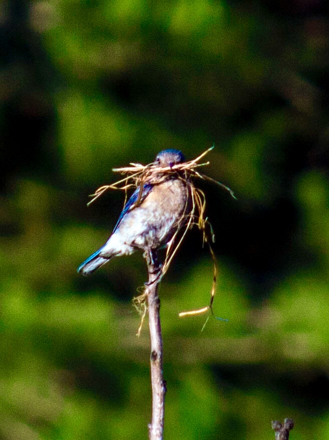 NestWatch | Eastern bluebird family - NestWatch