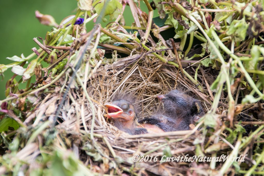 NestWatch | Song Sparrow Nest Watch - NestWatch