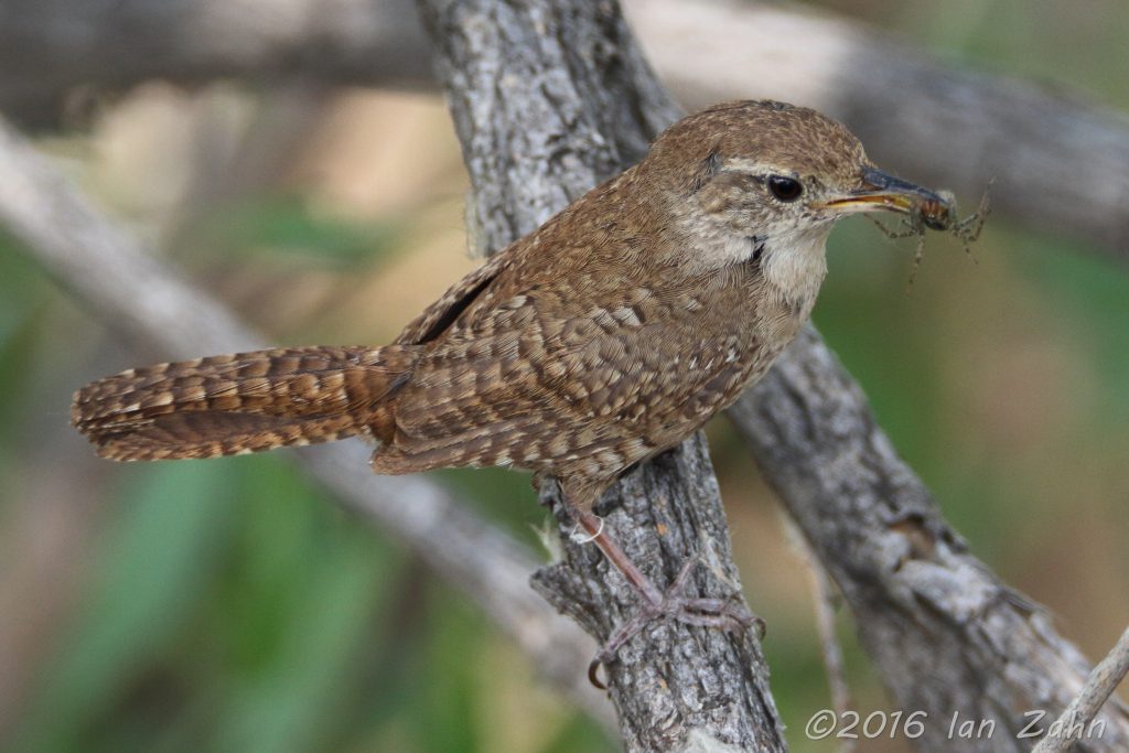 NestWatch | House Wren - NestWatch