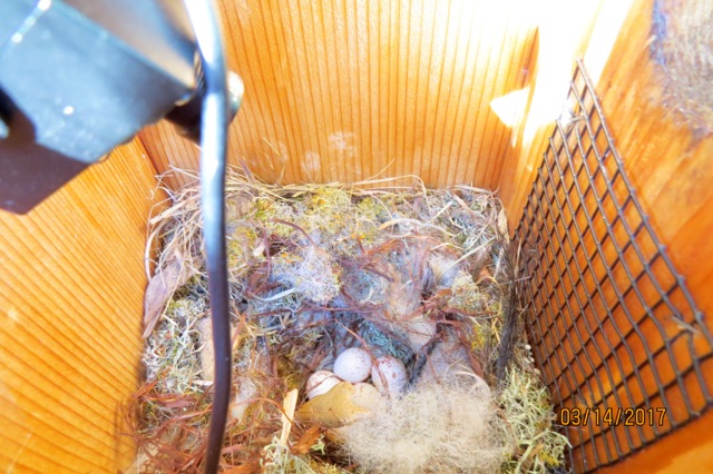 NestWatch | Tufted Titmouse / Black crested Titmouse Hybrid Nest box ...