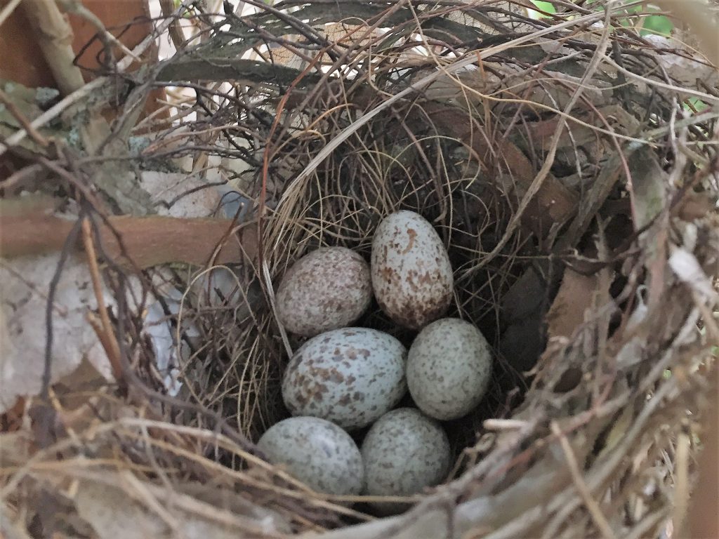 NestWatch Northern Cardinal Nest In NW Suburban Greater Chicago Area 