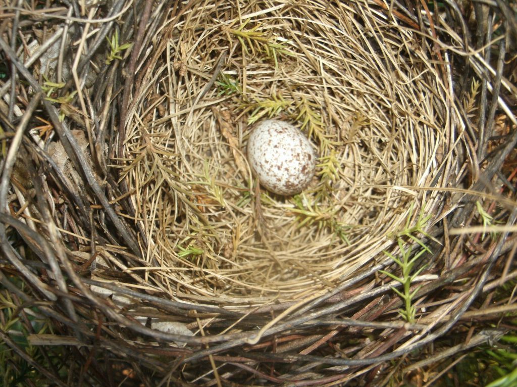 Nestwatch Song Sparrow Nest Nestwatch