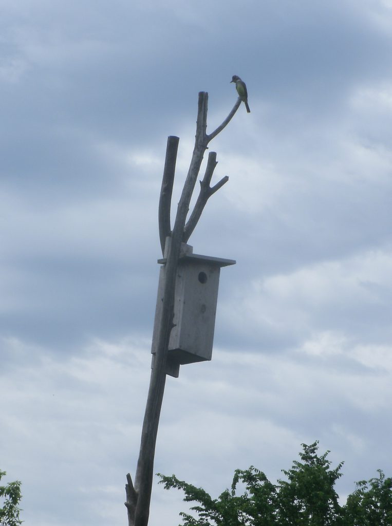 Nestwatch Great Crested Flycatcher Nest Nestwatch