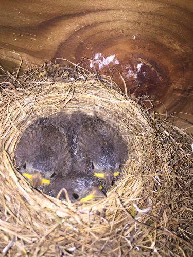 NestWatch | Baby Juncos Gaining Feathers - NestWatch