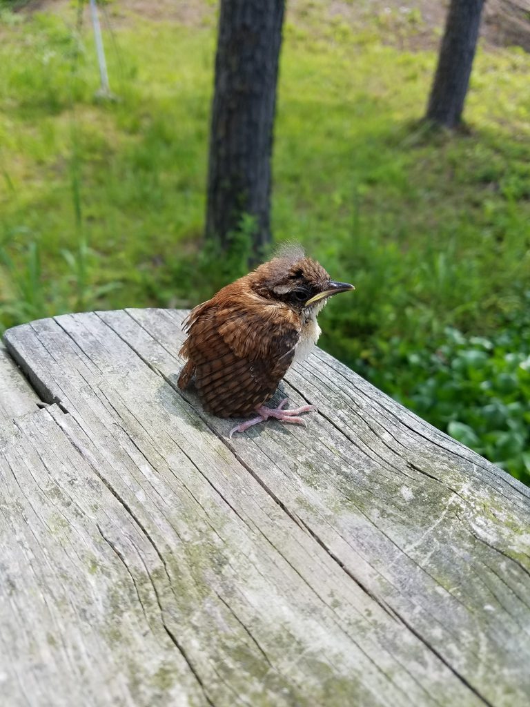 NestWatch | Wrens Have Fledged! - NestWatch