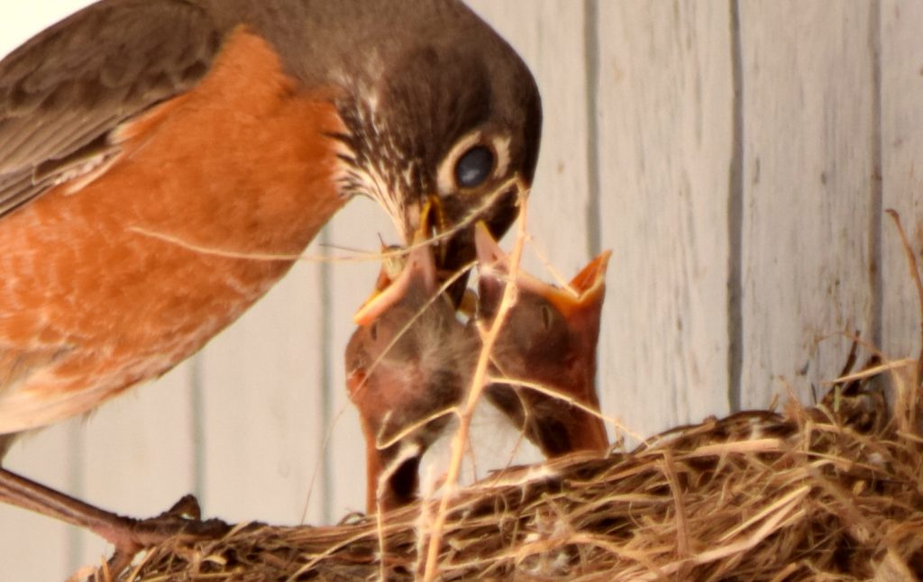 NestWatch American Robin baby and feeding adult NestWatch