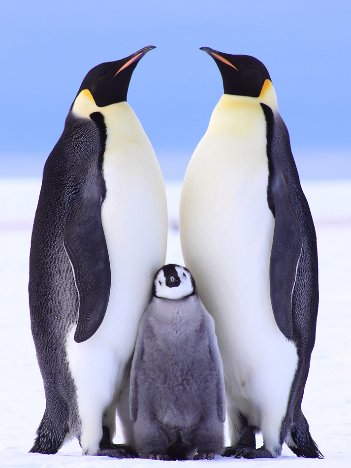 Emperor Penguins with Chick