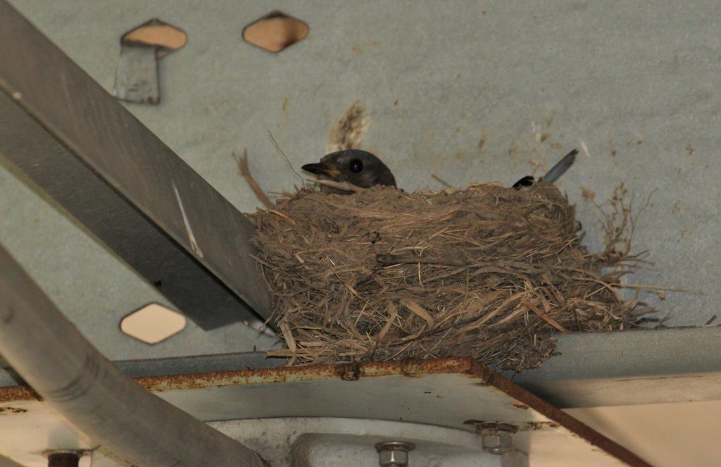 Eastern Bluebird At Robin Nest