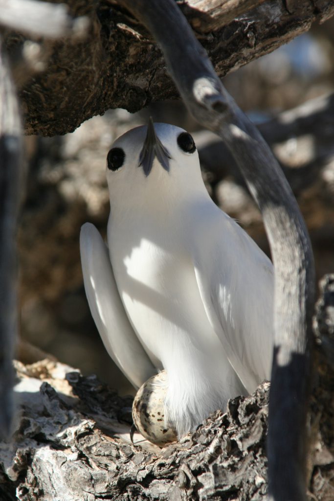 White Tern Incubating