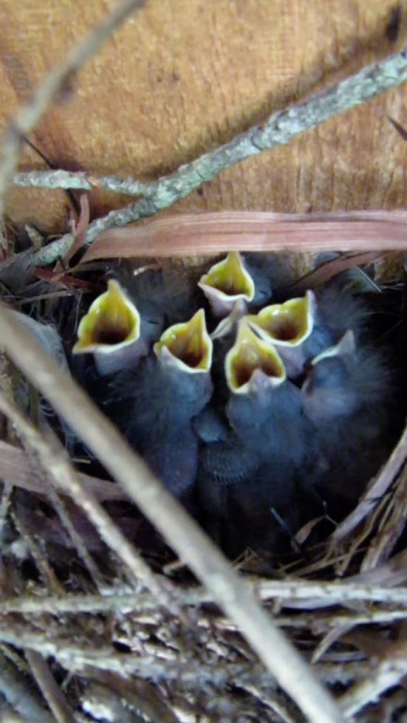 NestWatch House Wren Nest. NestWatch