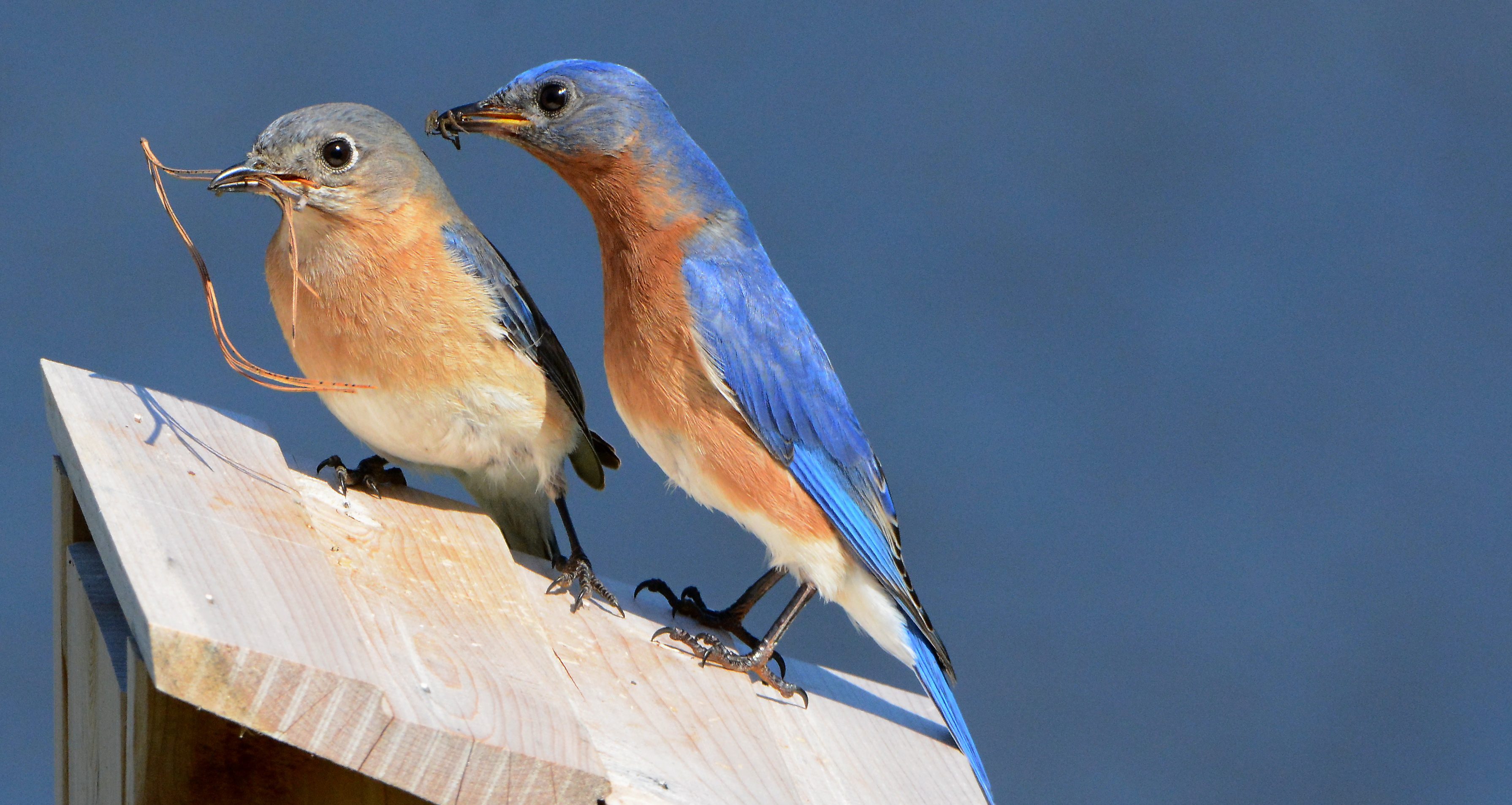 Ohio's blue jay feathers aren't really blue, here's how it tricks your eyes