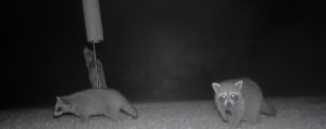 an infrared image from a trail camera at night, featuring three raccoons; one has been prevented from crawling up a nest box pole by a stovepipe baffle.