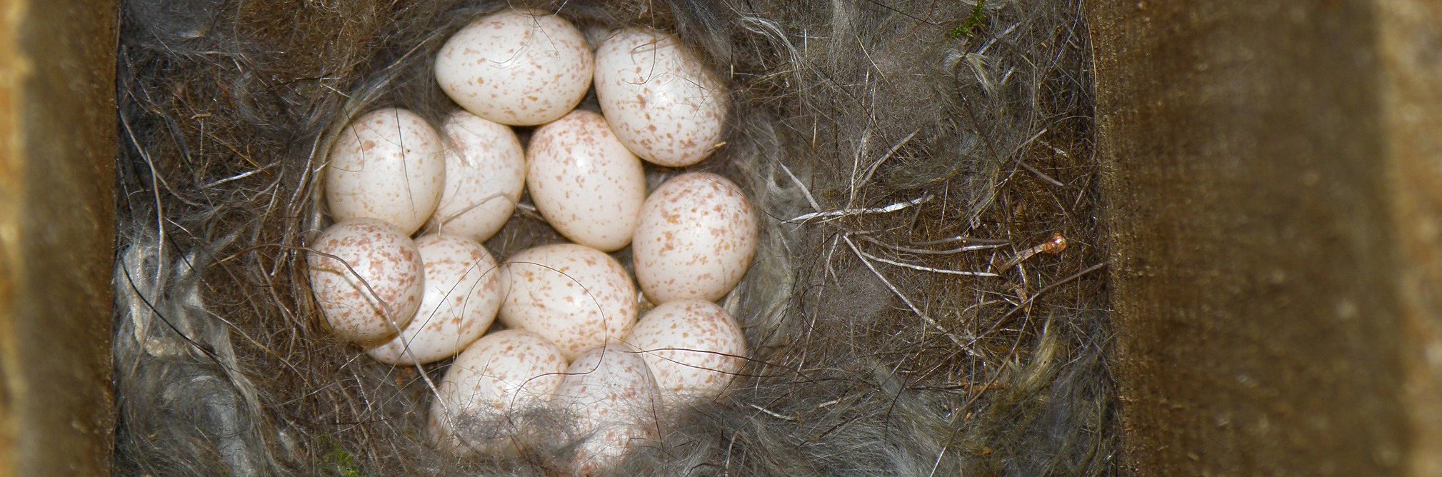 12 Great Tit eggs in a nest inside a nest box