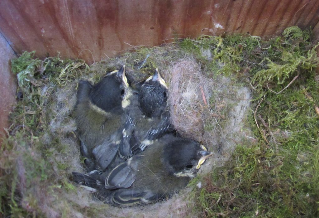 Great Tit Nestlings Await Their Next Meal