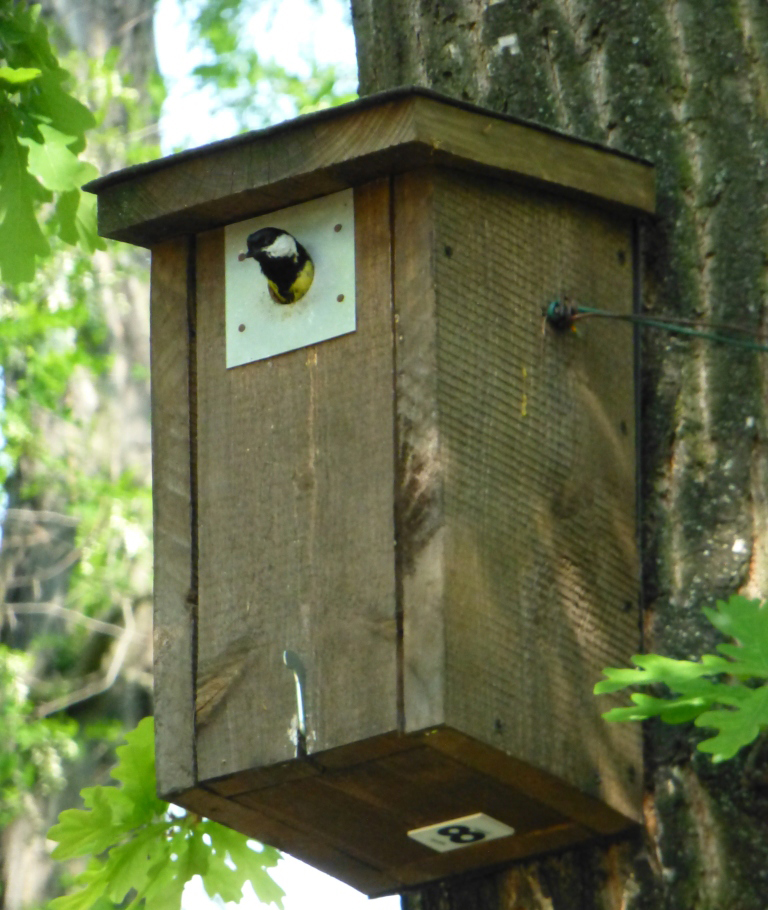 Great Tit In Its Nest Box