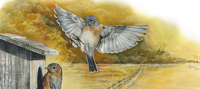 illustration of bluebirds at a nest box, one coming in to land and the other perched at the entrance hole.