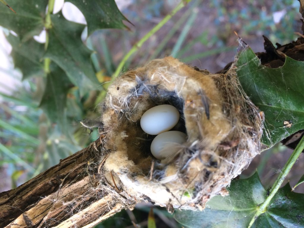 Anna's Hummingbird Nest and Eggs
