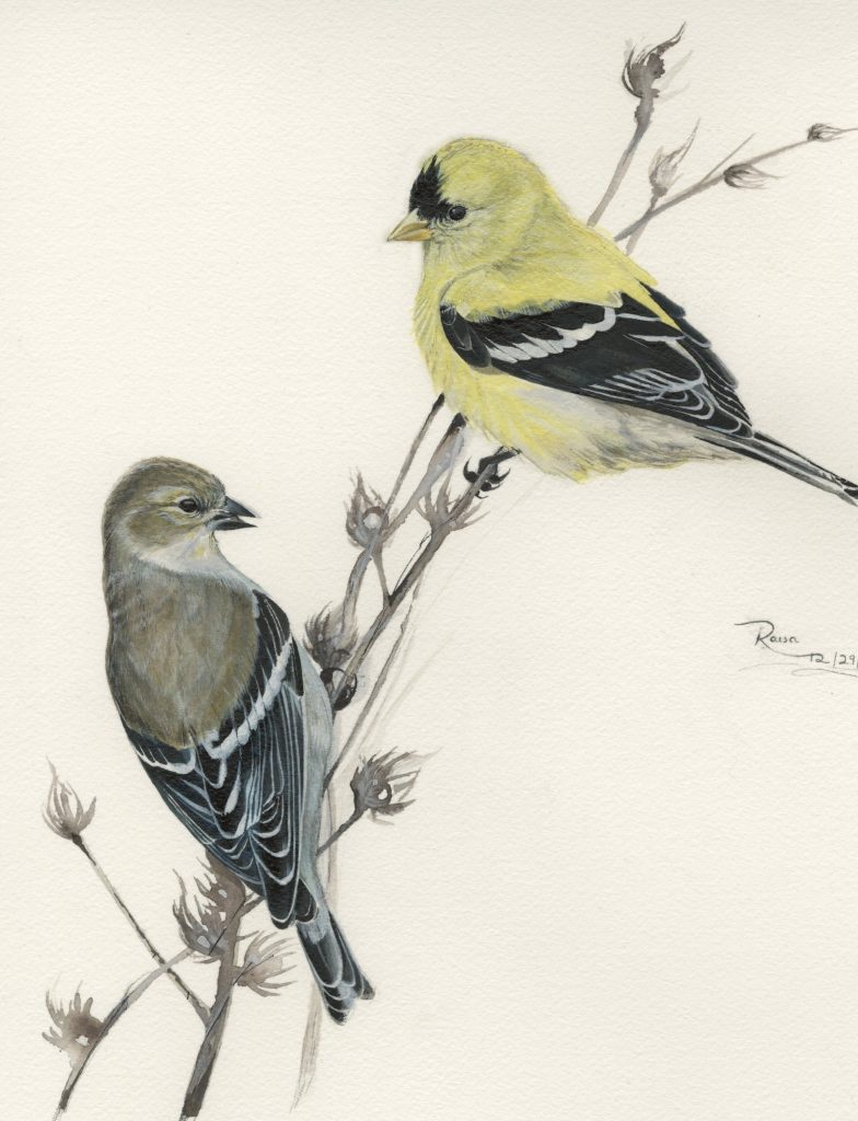 Male and Female American Goldfinch