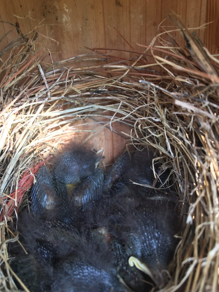 NestWatch | Baby bluebirds - NestWatch