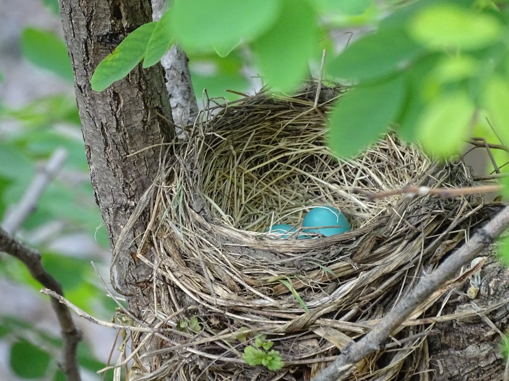  robins egg nest in tree