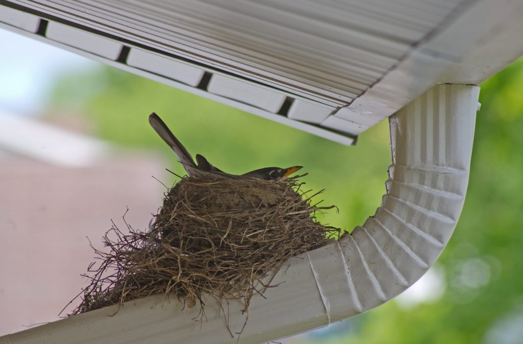 american robin nest