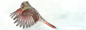 a drawing of a northern cardinal in flight