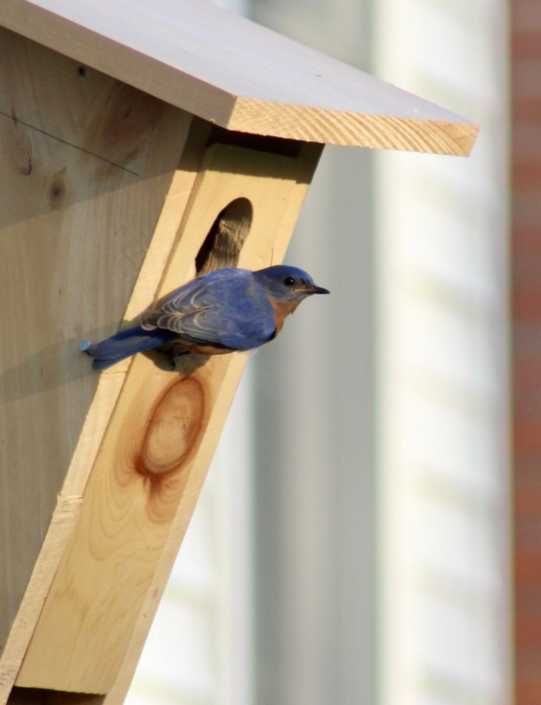 NestWatch Eastern Bluebird Nest Building NestWatch