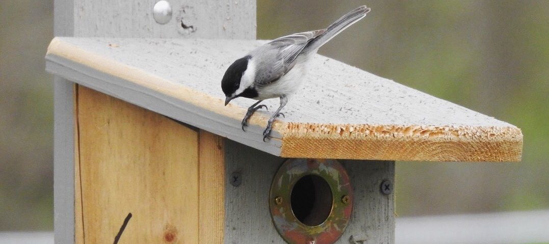 a chickadee perched atop a nest box, looking down over the roof