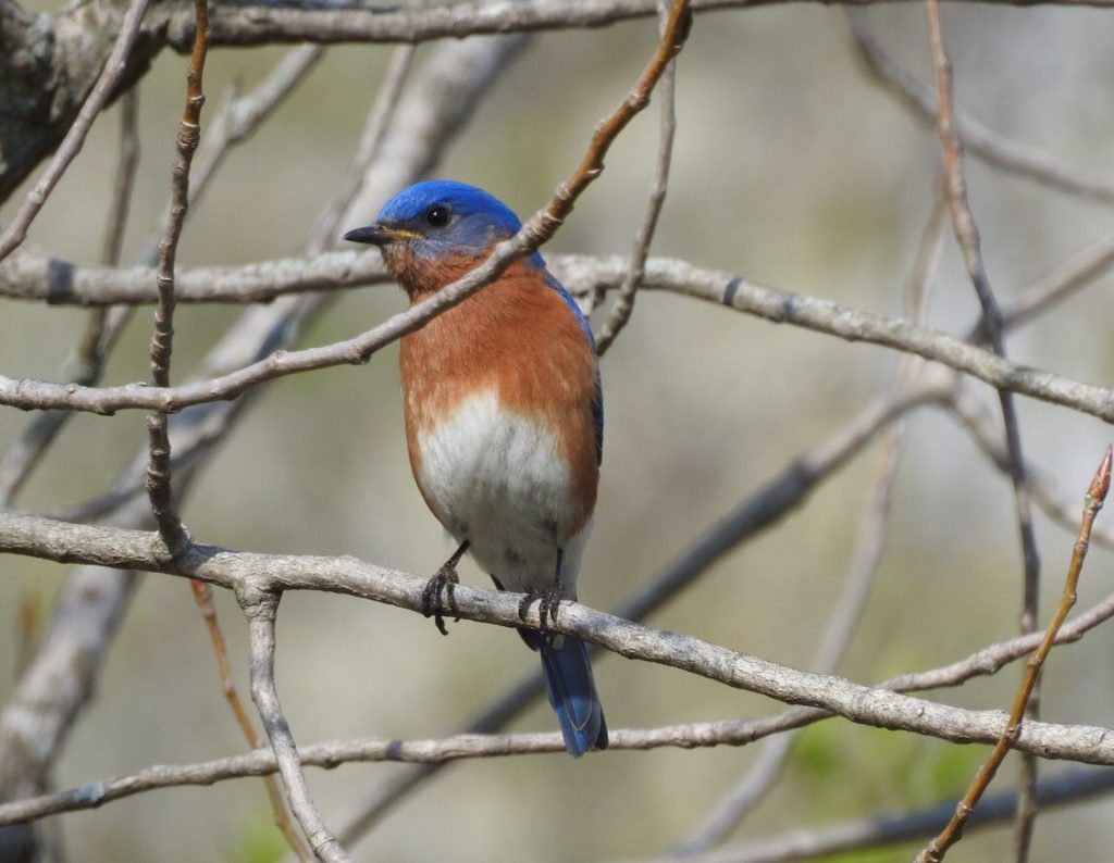 Eastern Bluebird Male Visits The Loop