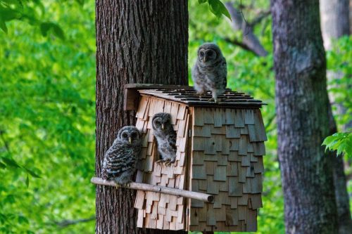barred owl nest
