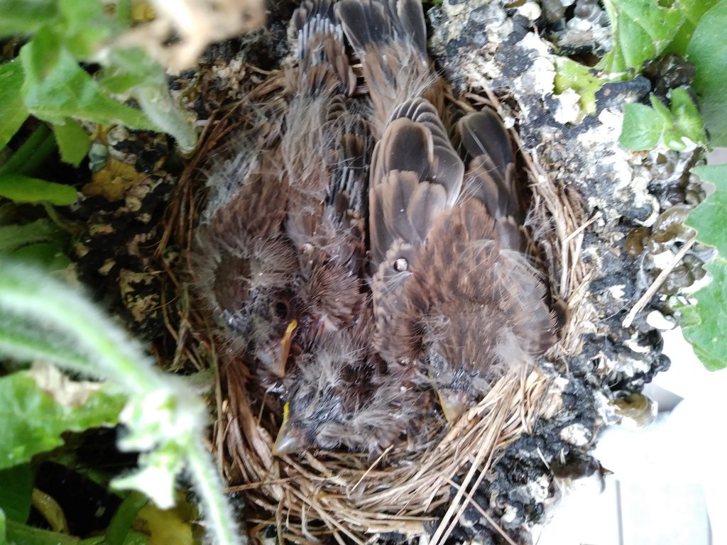 NestWatch | Finch nest in hanging porch pot - NestWatch