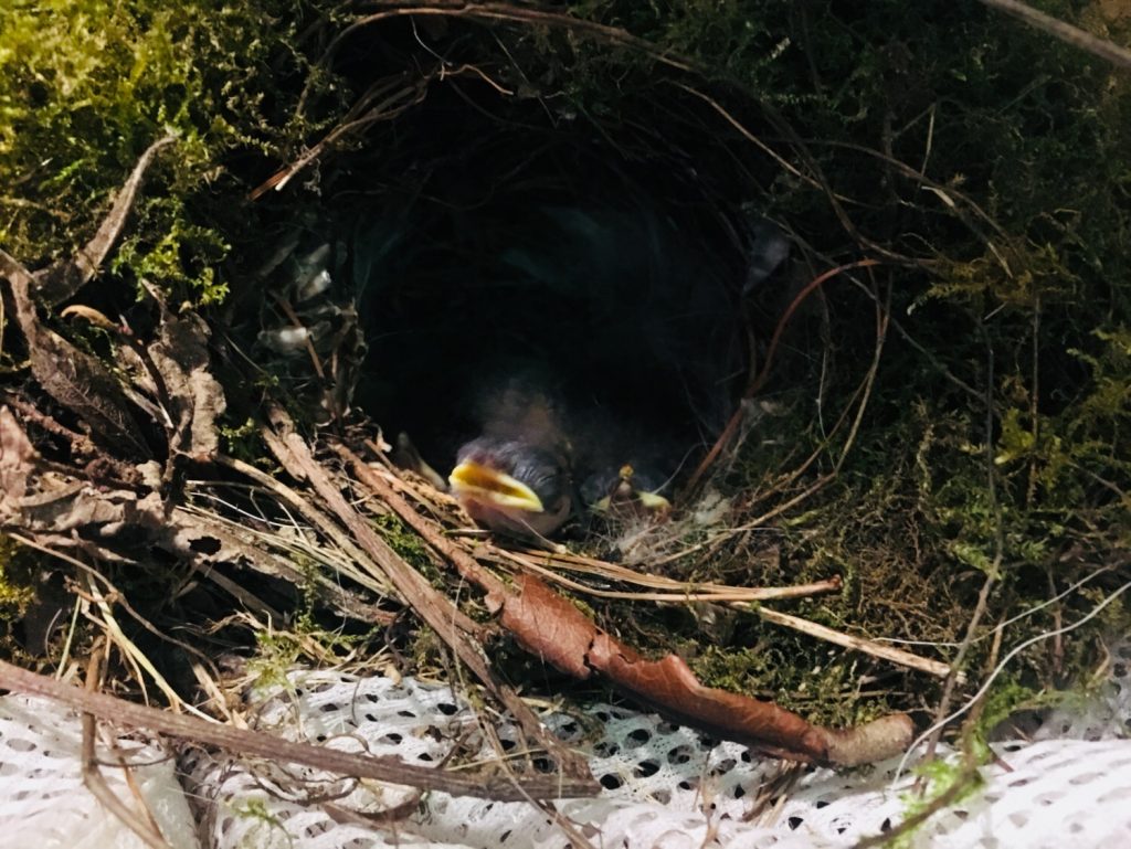 NestWatch | Carolina Wren hatchlings - NestWatch