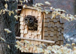 Barred Owl sticking its head out of a nest box that was mounted on a tree