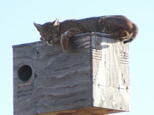While checking his Barn Owl nest boxes in California, Lee Pauser didn't expect to find this big bobcat resting on top of an occupied box.