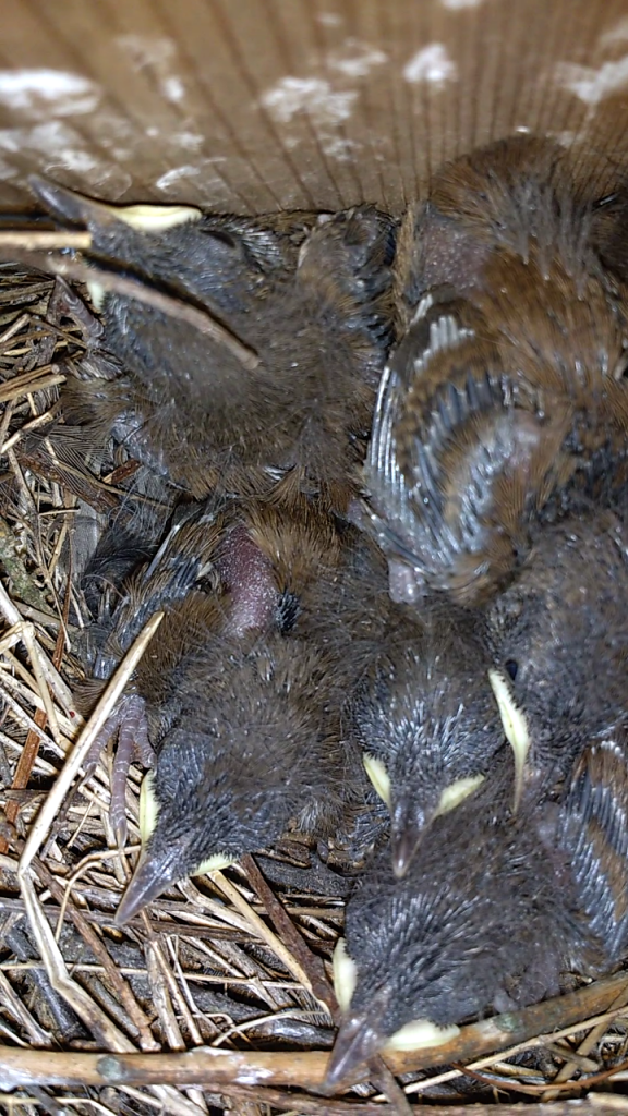 NestWatch House Wren Brood NestWatch