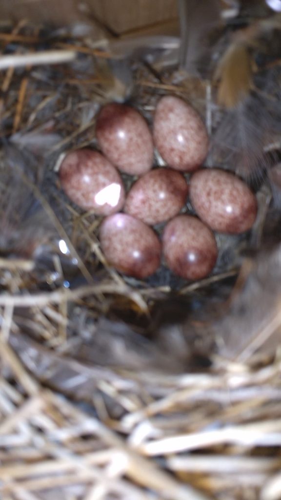 NestWatch House Wren Brood NestWatch