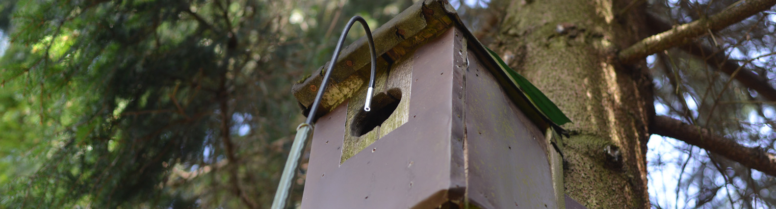 a nest box mounted on a tree with a boroscope held up near the entrance hole